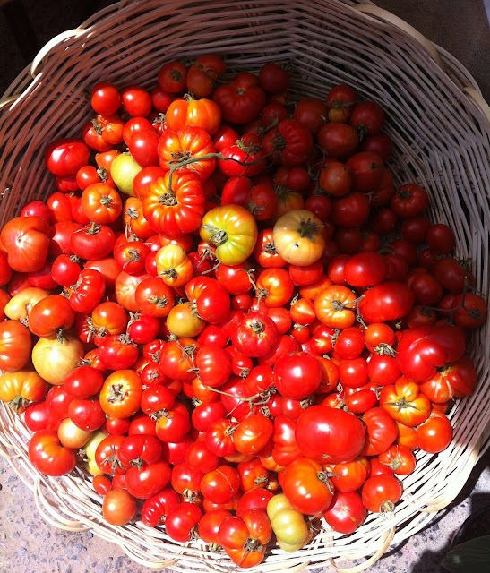 Delicias de  verano, los tomates.
